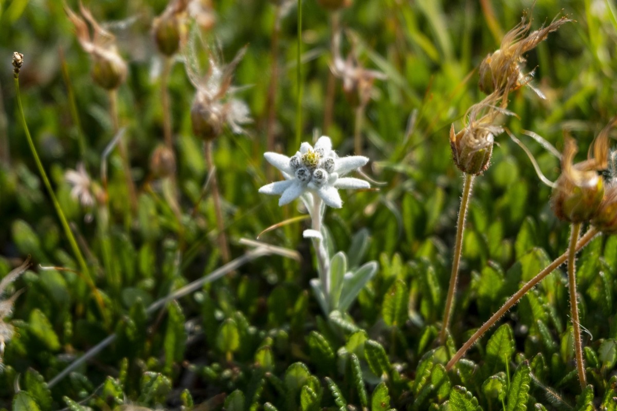 Alpine Edelweiss flower, the signature botanical ingredient in SensaV's sensitive-skin formulas