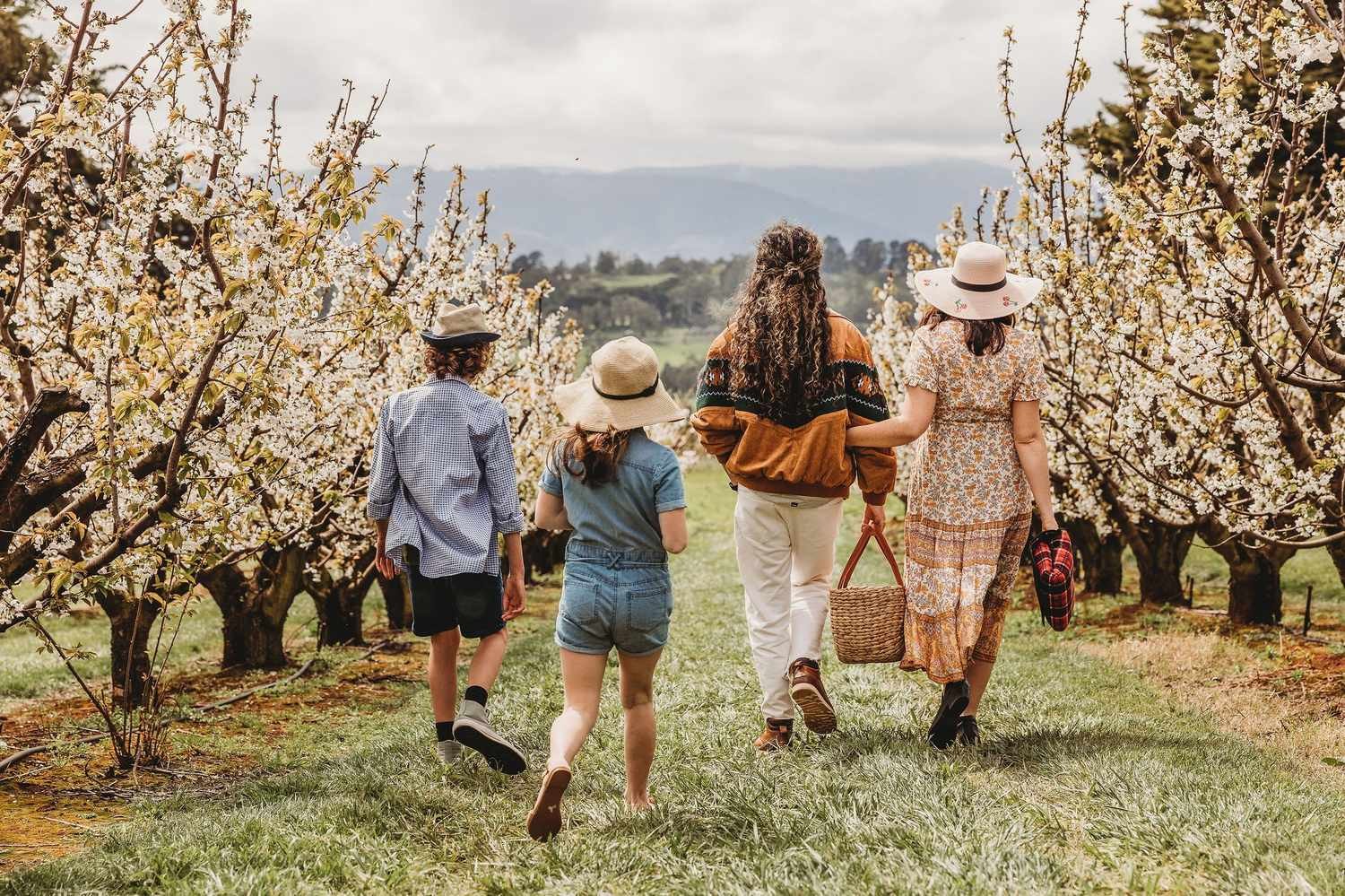 A family walking through a blossoming orchard in regional Victoria