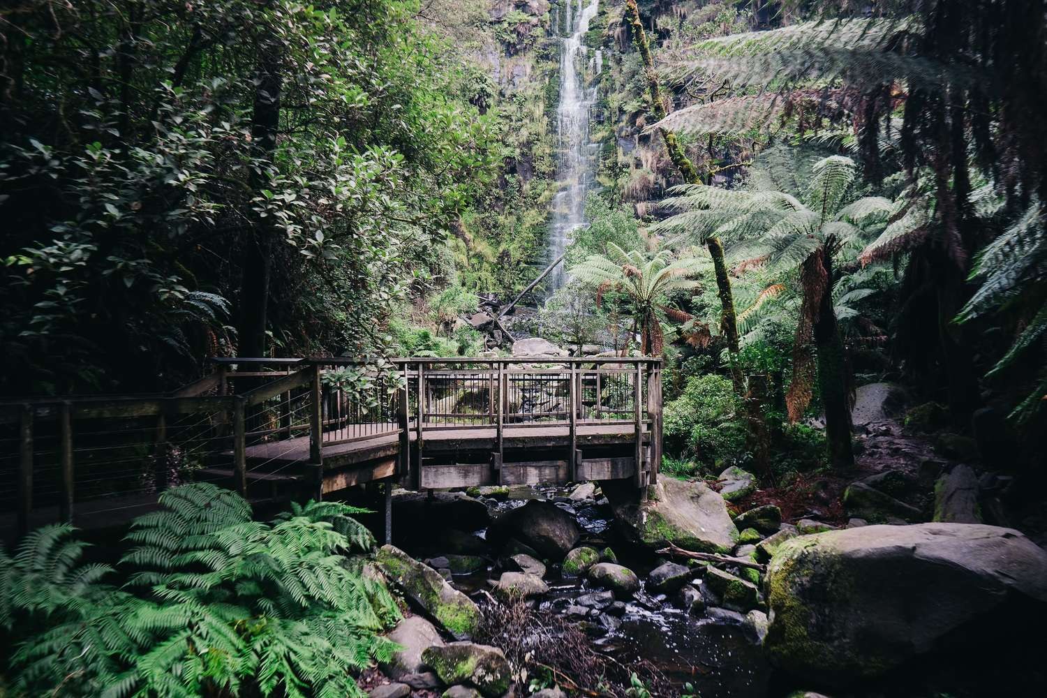A waterfall and boardwalk surrounded by ferns in regional Victoria